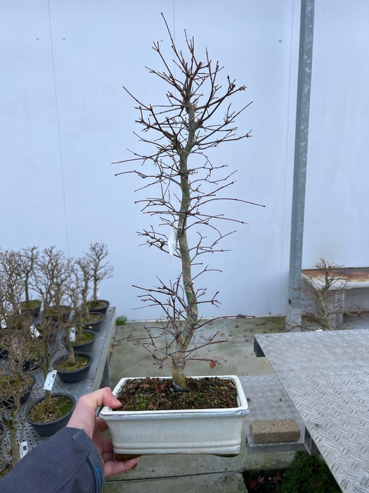 <h4>Acer palmatum deshojo</h4>