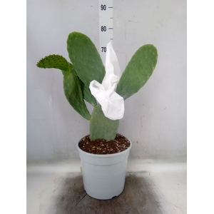 Opuntia