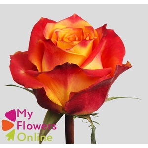 R Gr Silantoi@ Bicolor 50cm EC