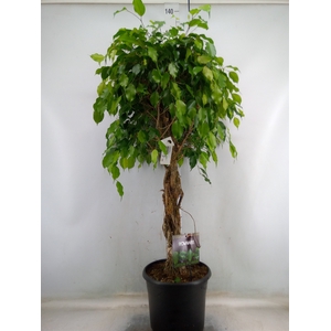Ficus benja. 'Exotica'