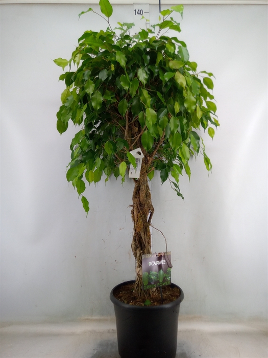 <h4>Ficus benja. 'Exotica'</h4>