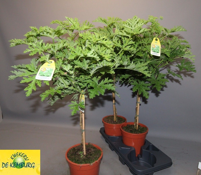 <h4>PEL GRAV LEMON TREE</h4>