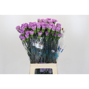 Dianthus St Florigene Moonaqua