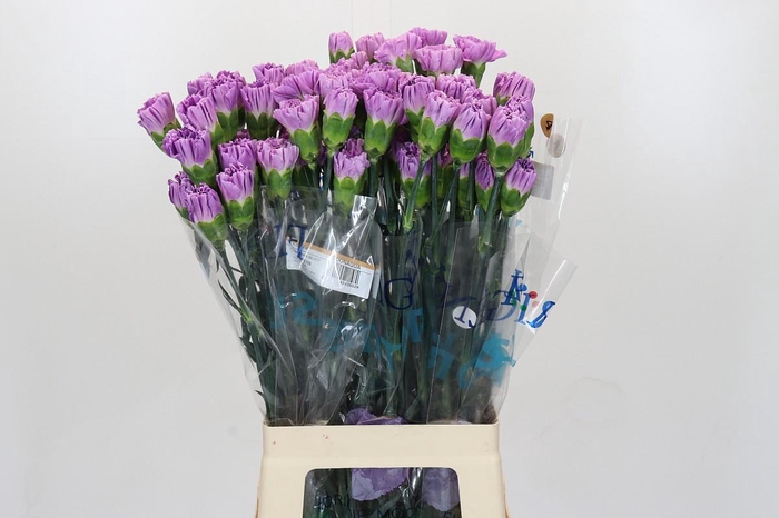 <h4>Dianthus St Florigene Moonaqua</h4>