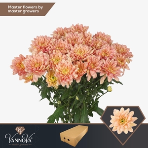 Chr T Baltica Salmon