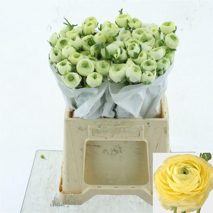 <h4>RAN SU COMMEDIA</h4>