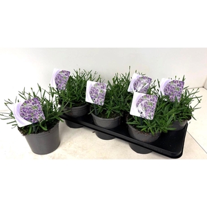 LAVAN AN ESSENCE PUR