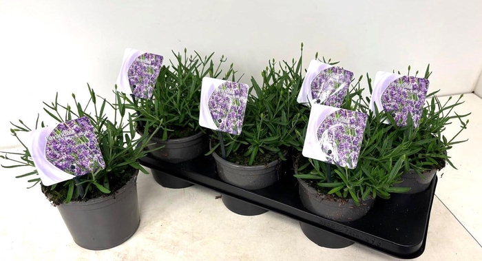 <h4>LAVAN AN ESSENCE PUR</h4>