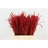 DF Lavender Bs Red