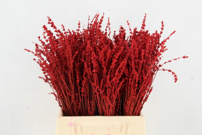 DF Lavender Bs Red