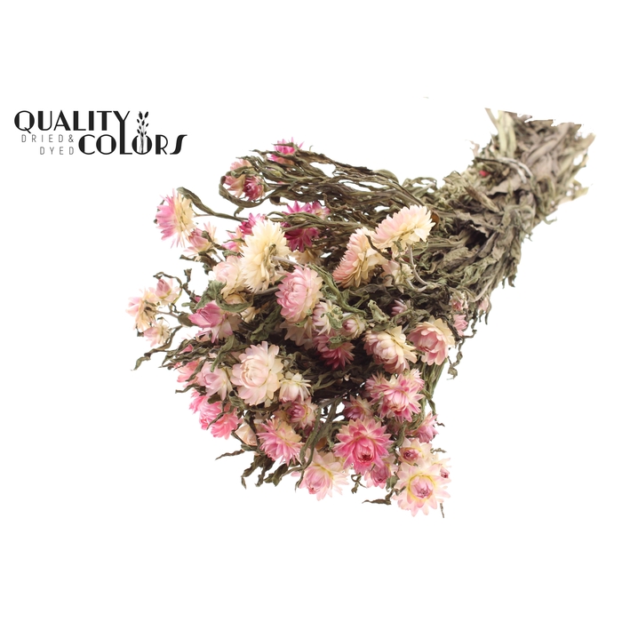 <h4>Helichrysum per bunch Natural Pink</h4>