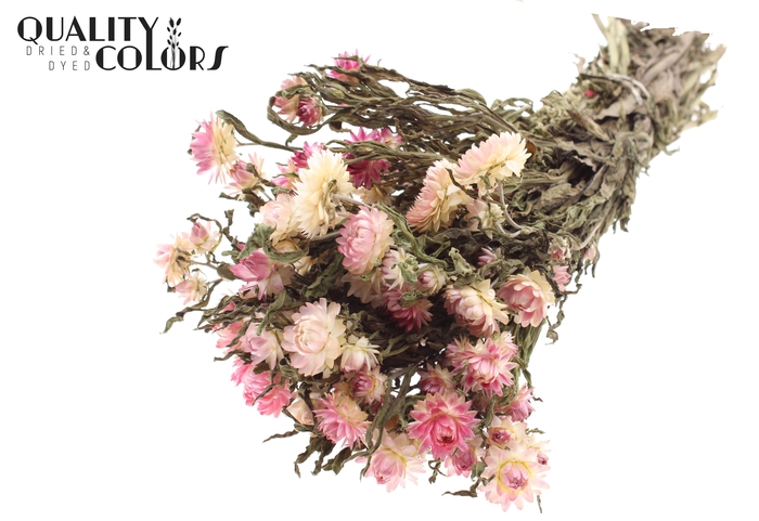 Helichrysum per bunch Natural Pink