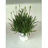 Lavandula x intermedia Edelweiss
