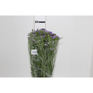 BOCA DE L. POT. D. LAVANDER 080 CM