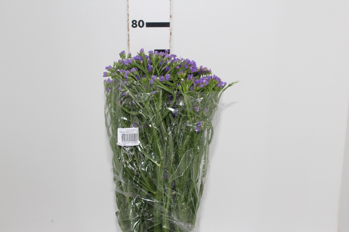 <h4>BOCA DE L. POT. D. LAVANDER 080 CM</h4>