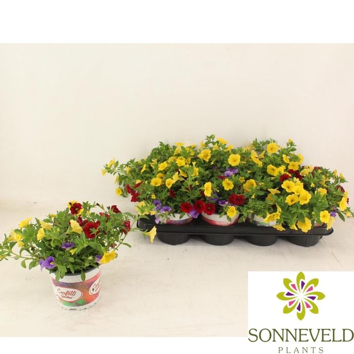 <h4>Confetti Garden Hawaiian Nani Hilo blauw rood ORANJE</h4>