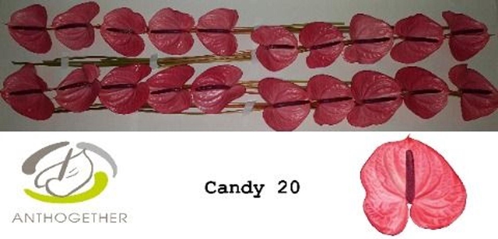 <h4>Anth Candy</h4>