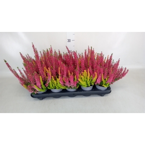 Calluna vulg. 'Beauty L Twin Sympl'