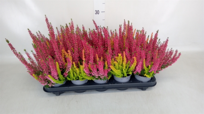 <h4>Calluna vulg. 'Beauty L Twin Sympl'</h4>