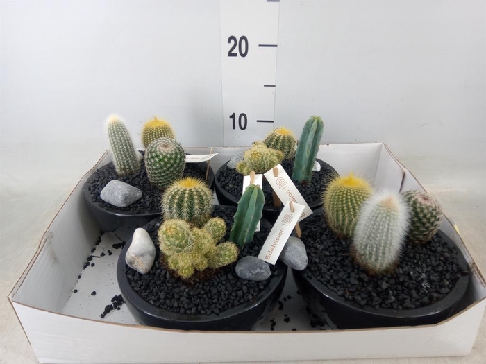 <h4>Arr.    Planten  L%</h4>