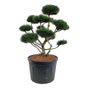 Pinus mugo 'Gnom'