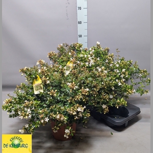 ABEL GRANDIFLORA