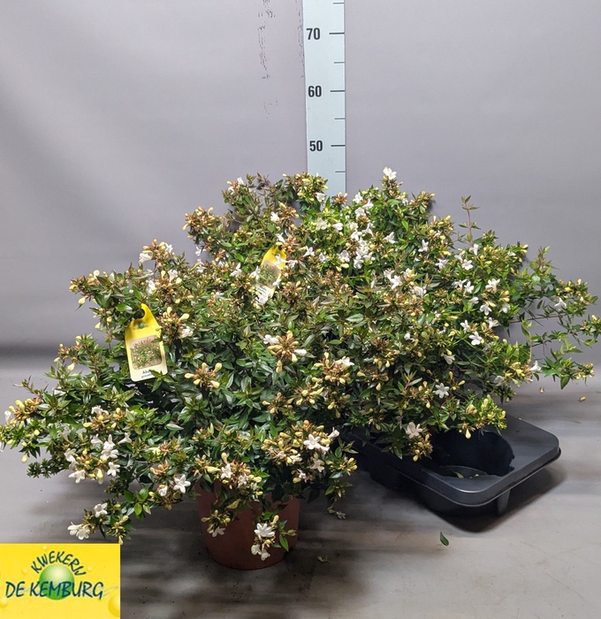 <h4>ABEL GRANDIFLORA</h4>