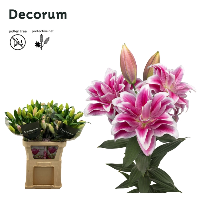 <h4>Lilium Oriental Grp dubbel Roselily Olympia</h4>