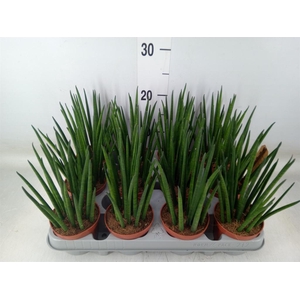 Sansevieria bacularis