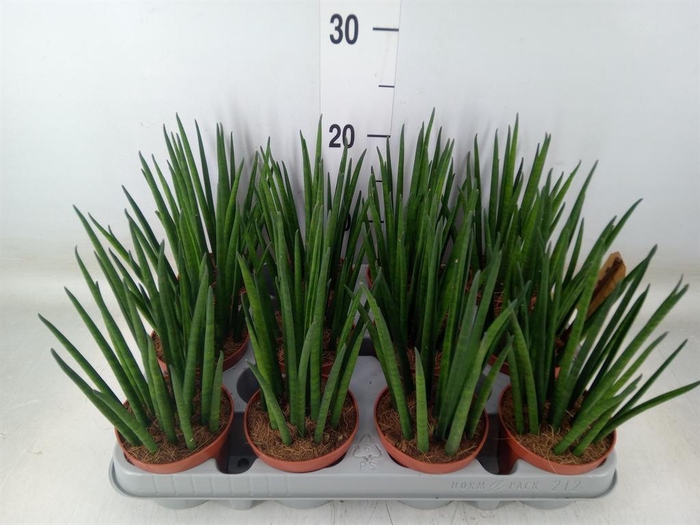 <h4>Sansevieria bacularis</h4>