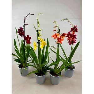 Cambria Nelly Mix 2tak