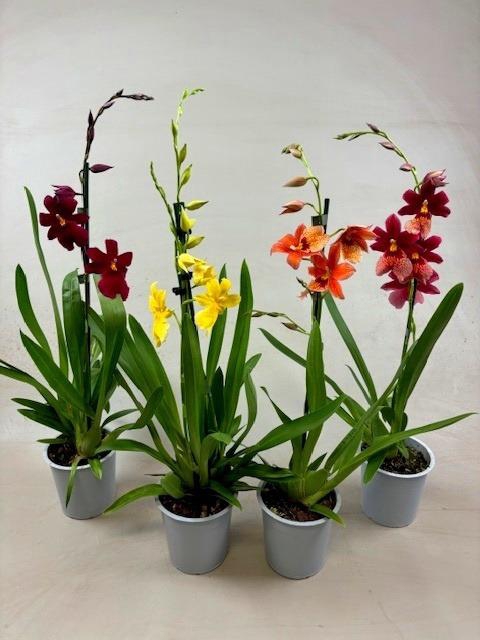 <h4>Cambria Nelly Mix 2tak</h4>