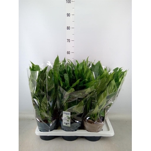 Spathiphyllum  'Diamond'