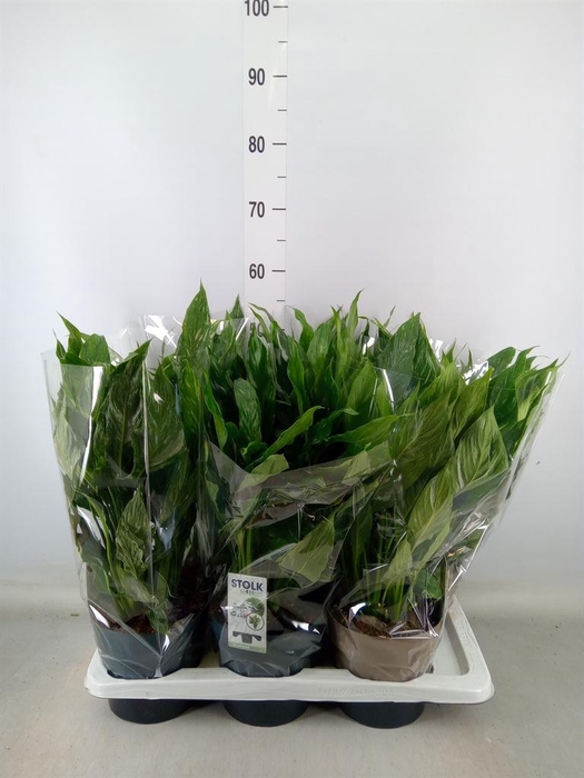 <h4>Spathiphyllum  'Diamond'</h4>