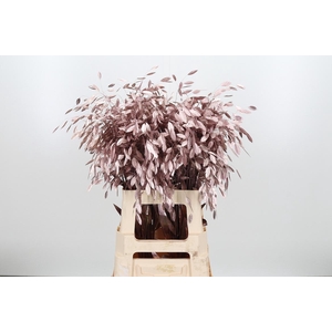 Chasmantium Kl Bh Rose Goud