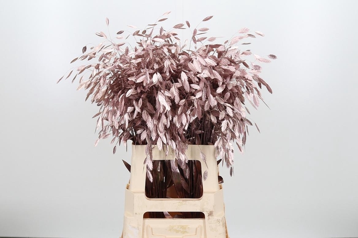 <h4>Chasmantium Kl Bh Rose Goud</h4>