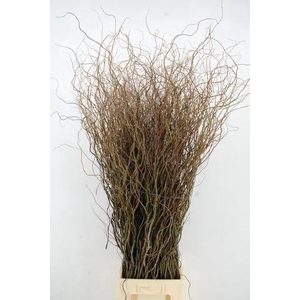 SALIX TORTUOSA 150CM