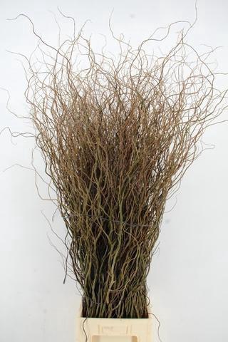 <h4>SALIX TORTUOSA 150CM</h4>