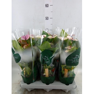 Anthurium andr. 'Laguna'