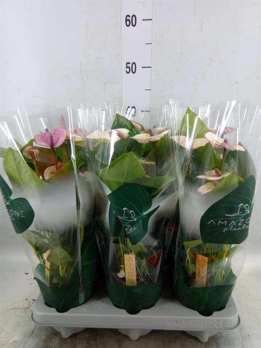 <h4>Anthurium andr. 'Laguna'</h4>