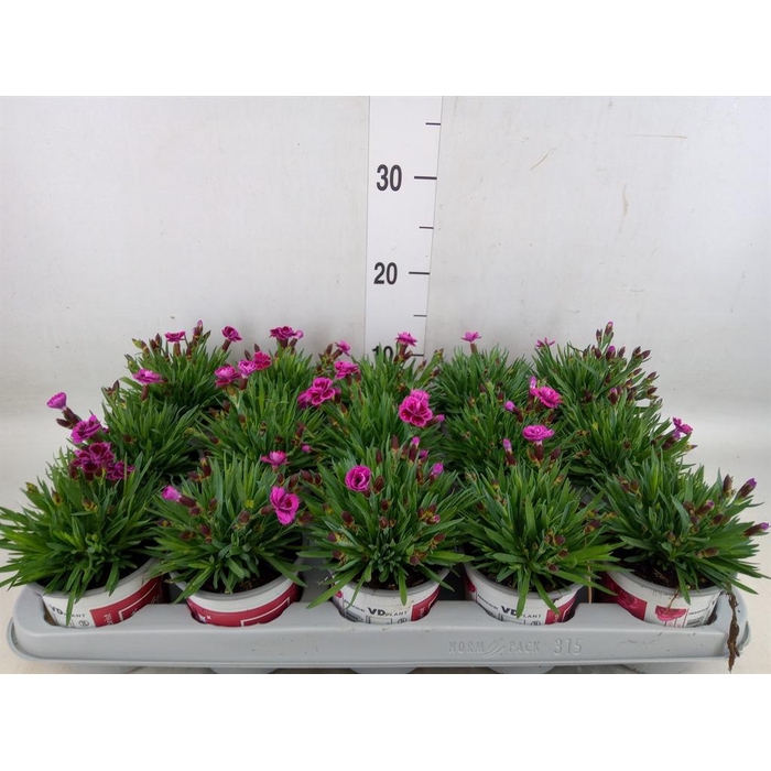 <h4>Dianthus  'Picture Perfect'</h4>