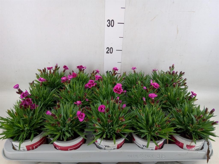 <h4>Dianthus  'Picture Perfect'</h4>