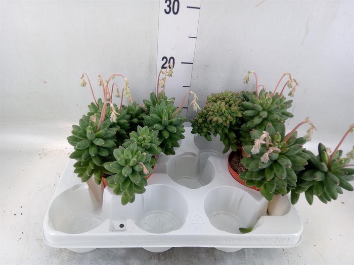 <h4>Pachypodium geayi</h4>