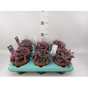 Kalanchoe NF tubiflora