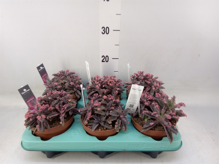 <h4>Kalanchoe NF tubiflora</h4>