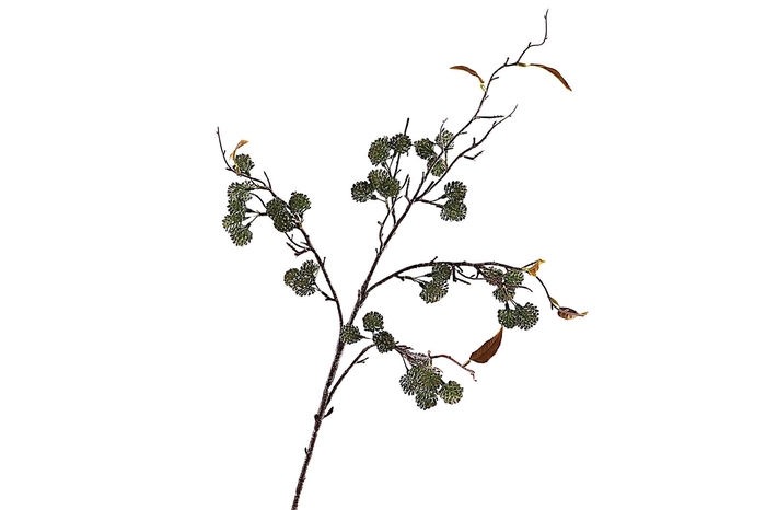 <h4>Sedum Spray Green</h4>