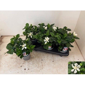 GARDENIA JASMINOIDES
