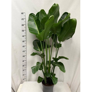 STRELITZIA NICOLAI