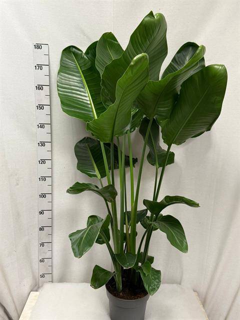 <h4>STRELITZIA NICOLAI</h4>