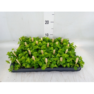 Peperomia rotundifolia
